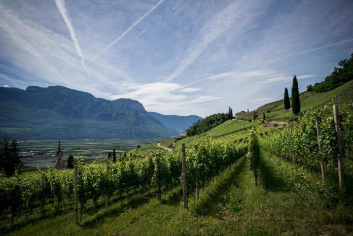 A Douro Valley hillside Vineyard