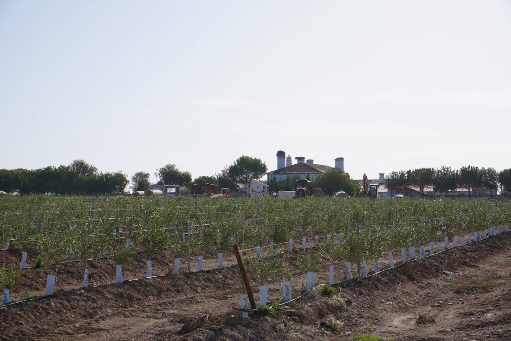 A traditional Alentejo vineyard with a large house in the background