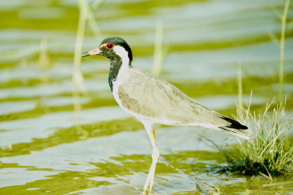 A bird stands at the start of a stretch of water