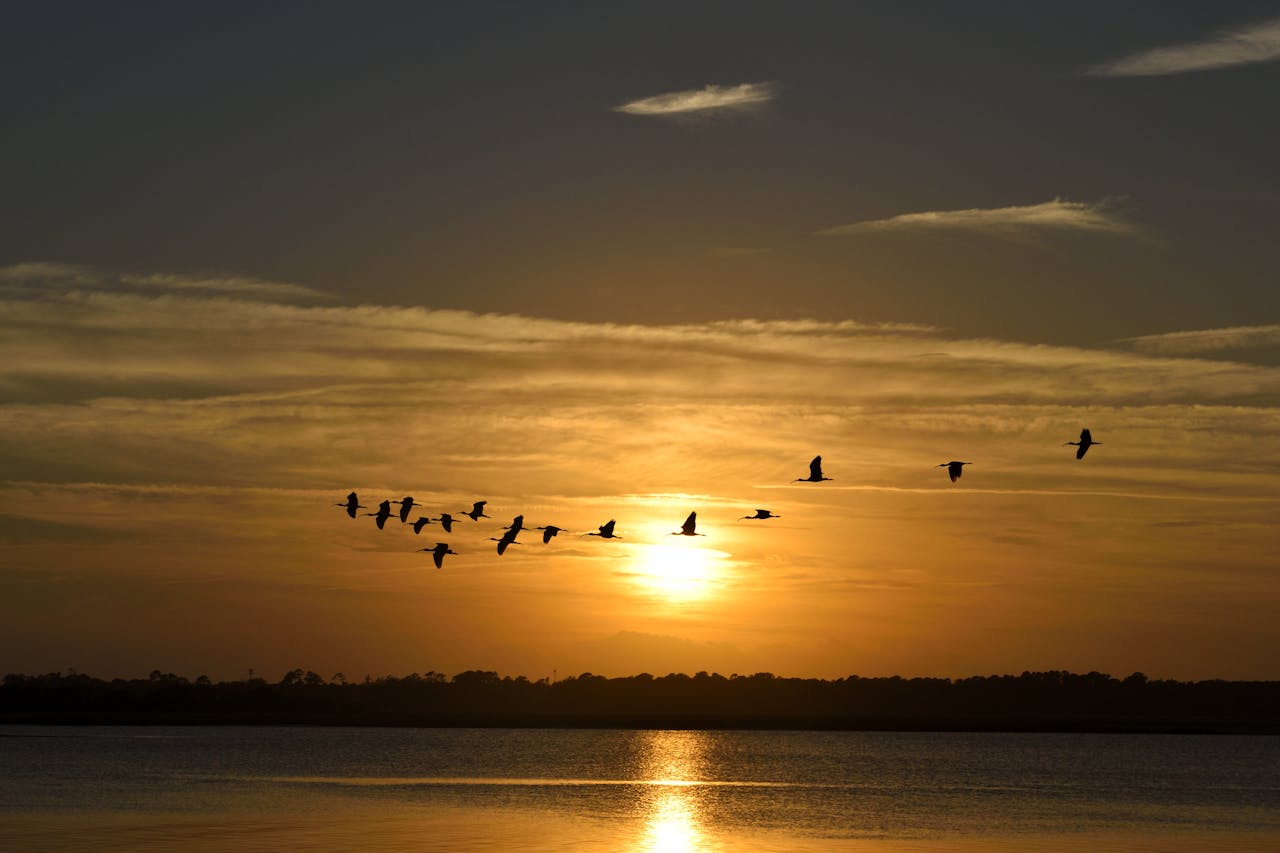 A flock of migrating birds fly along a coast as the sun sets.