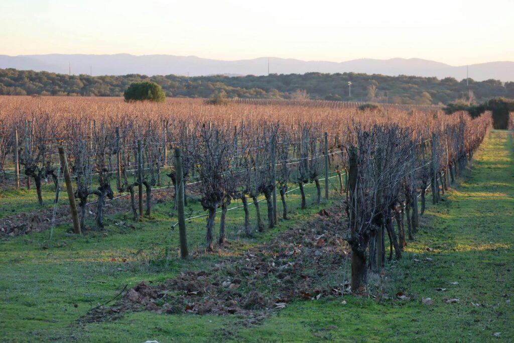 Vines stretching in to the distance at an Alentejo vineyard