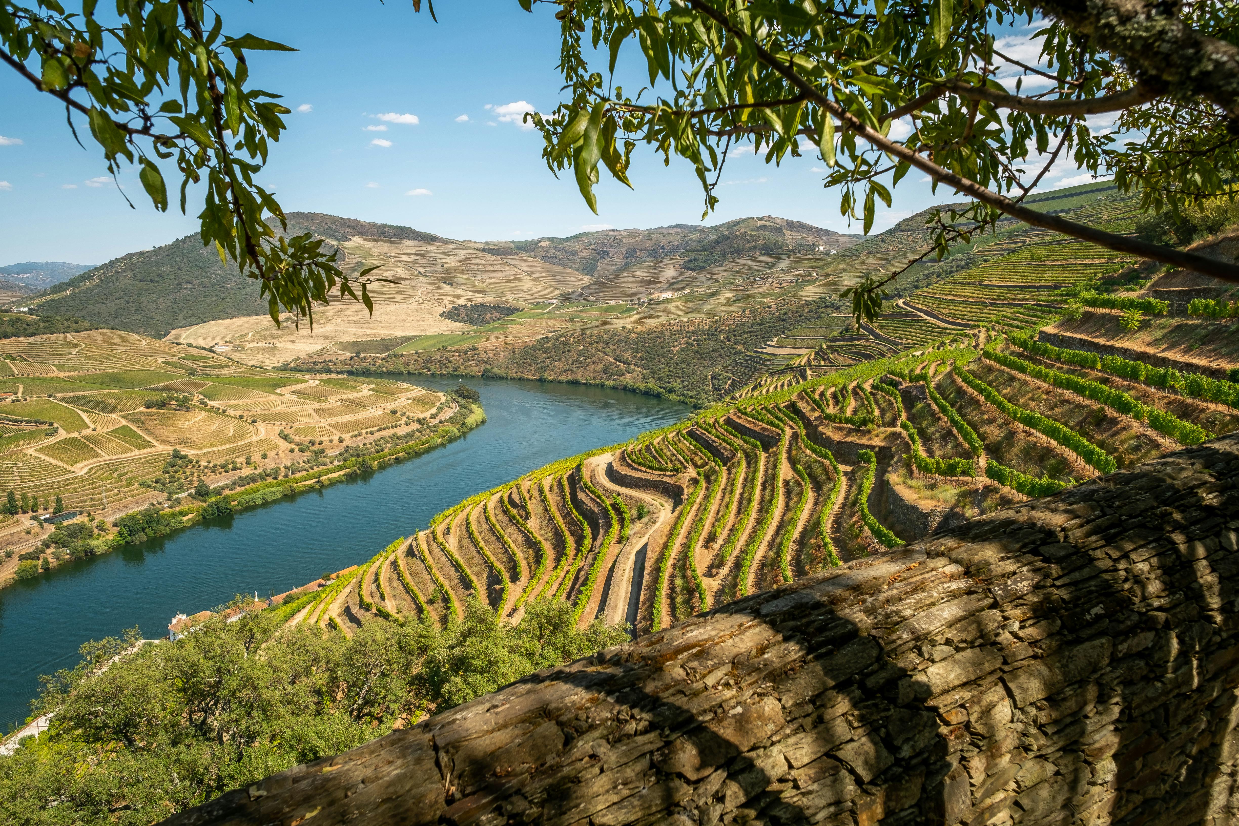 A river winding through a hillside vineyard