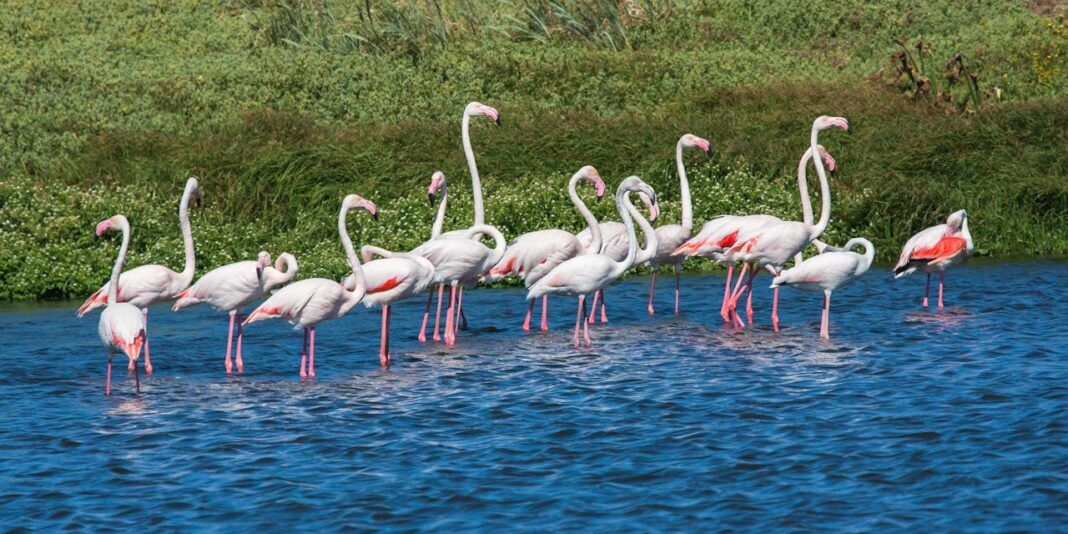 A flock of flamingos in a river, close to a river bank in the background.