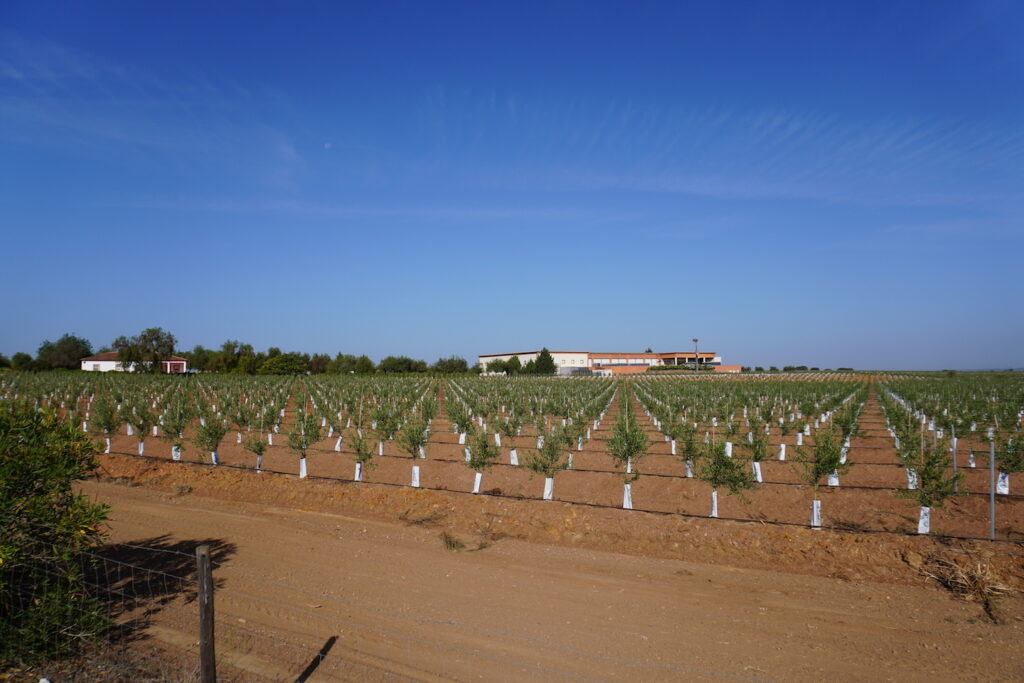 Fields of vines in the Alentejo, Portugal.