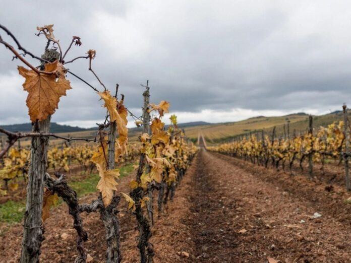 Withering grapevines in a struggling Douro vineyard.