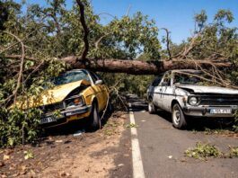 Tree fallen on two Brazilian cars, one damaged, one intact.