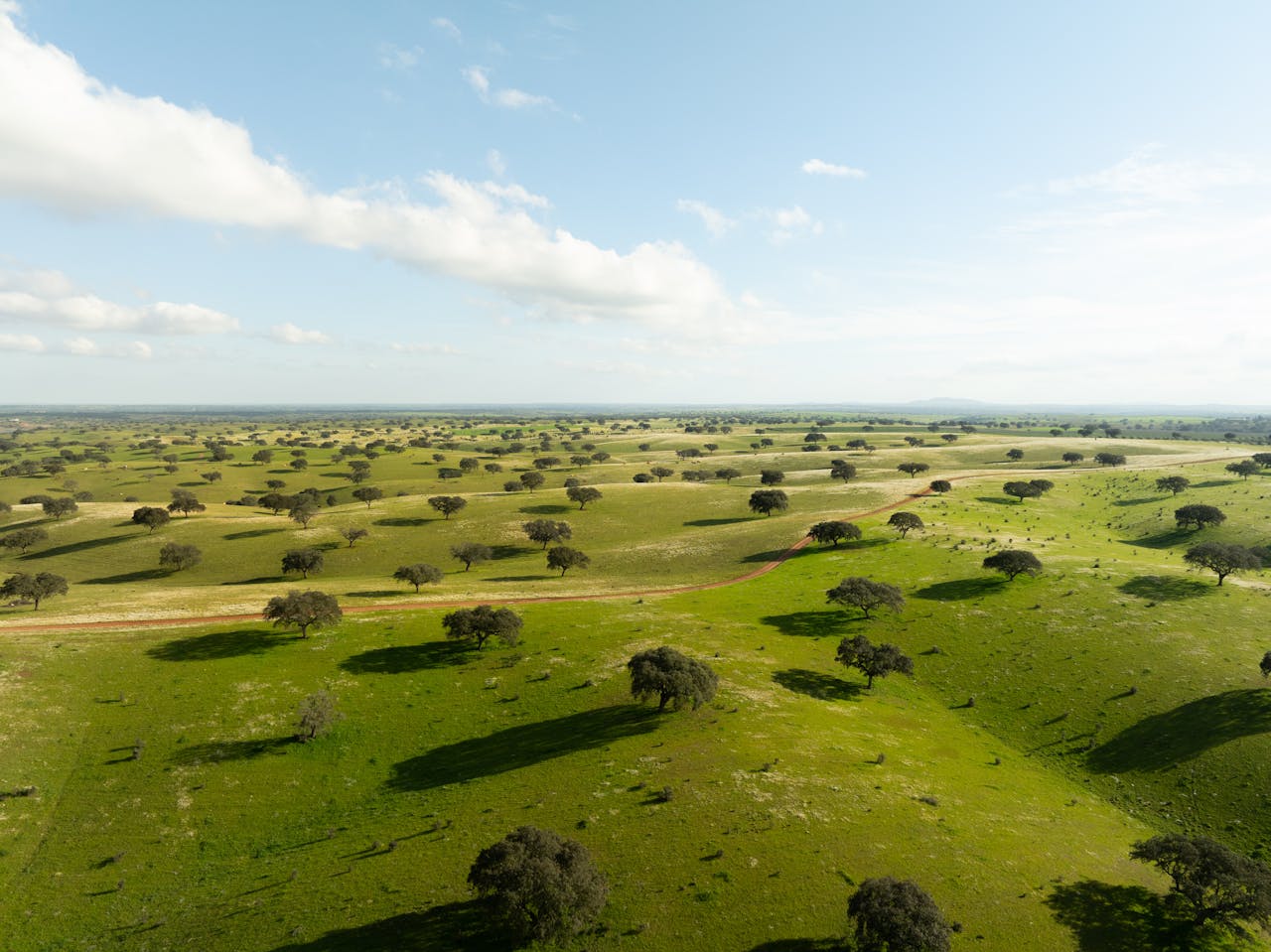 Cork trees seen stretching to the horizon, in Beja, Portugal.