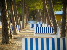 a row of blue and white benches sitting next to trees