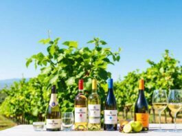 Vibrant vineyard in Vinho Verde with wine bottles and glasses.