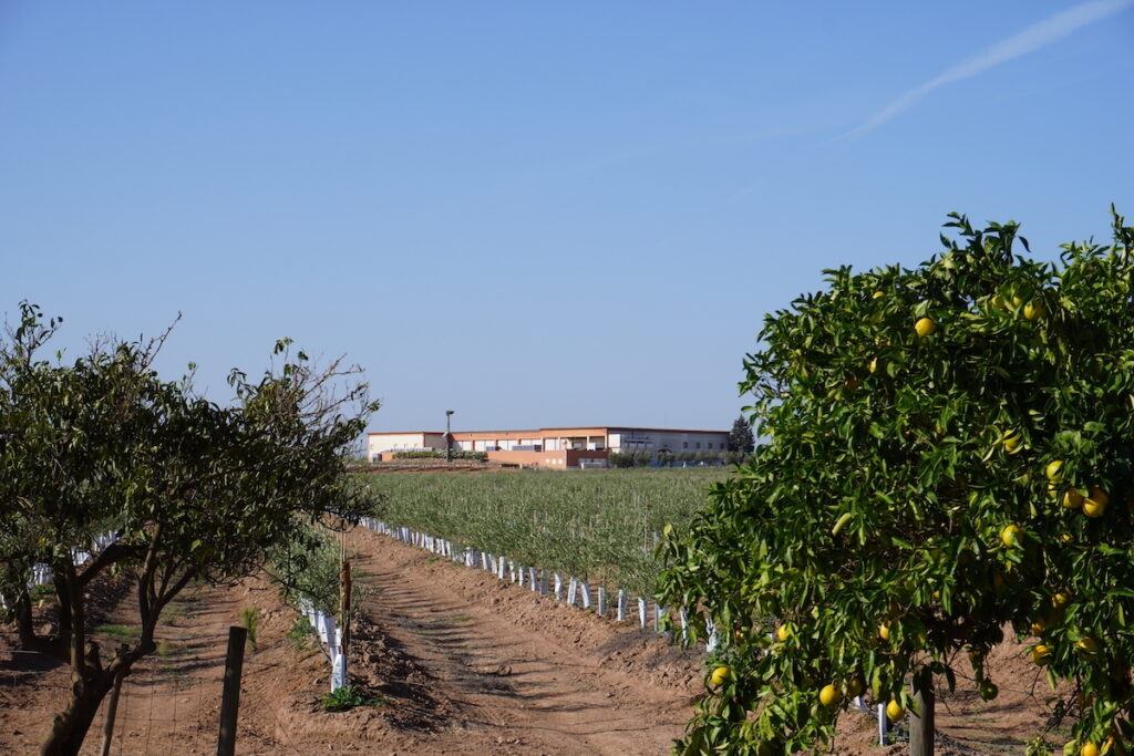 Lemon trees and vines seen with a factory in the background