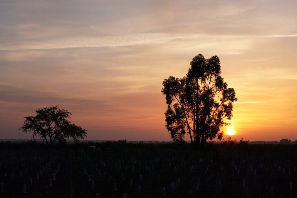 A sunset with a red sky with trees in the foreground in the Alentejo, Portugal.