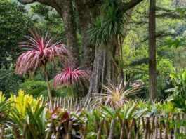 a lush green forest filled with lots of trees