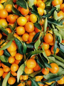 Many ripe oranges growing on a tree with leaves visible