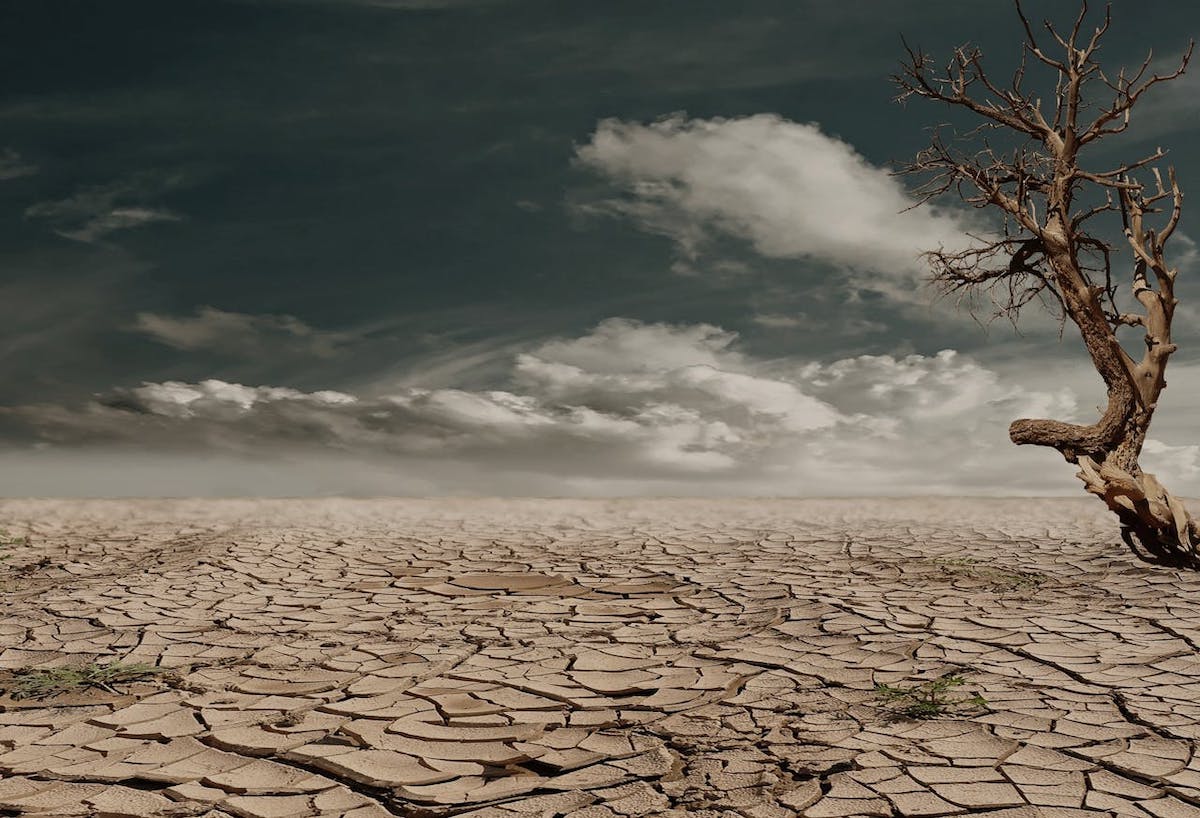 A barren landscape with a stark sky and a single tree.