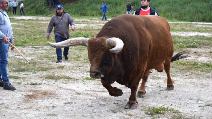 People Standing Near a Bull Running on the Field