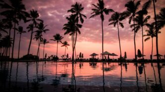 low angle photo of coconut trees beside body of water