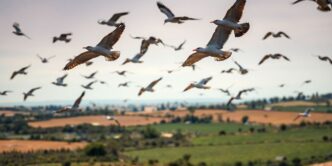 Flock of birds flying over a rural Portuguese landscape.