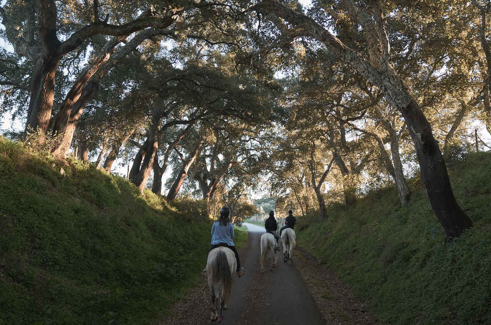 Peopel riding horses in an avenue of trees at the L'AND Vineyard