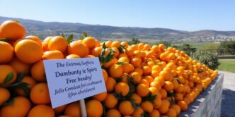 Fresh oranges in a sunny Estremoz landscape.