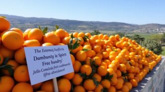 Fresh oranges in a sunny Estremoz landscape.