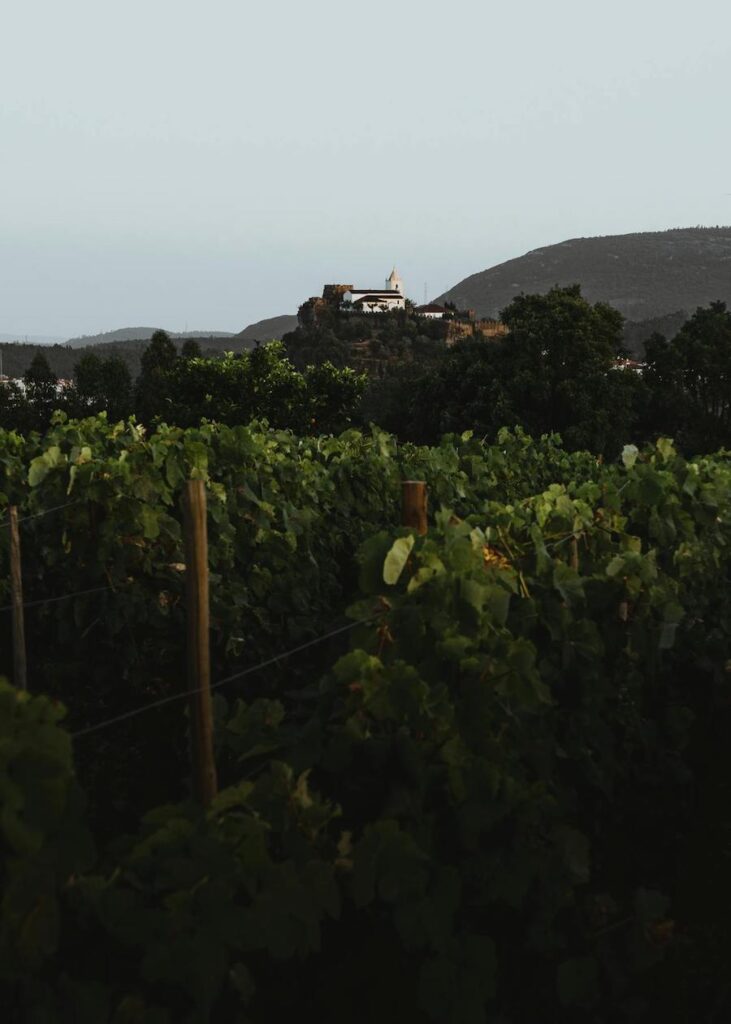 A white villa on a hill behind a view of a vineyard