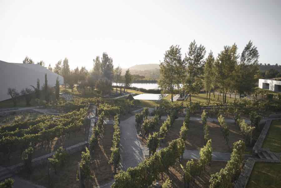 L'AND Vineyard seen with a white sky