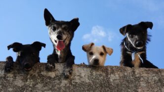 Four dogs with their paws on a wall look over towards the camera