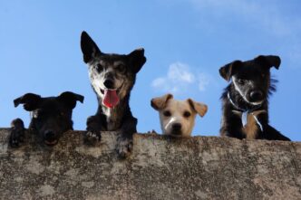 Four dogs with their paws on a wall look over towards the camera